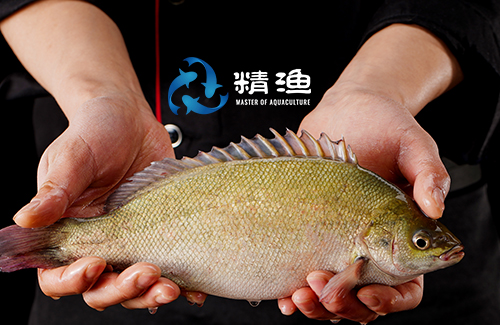 精渔科技